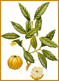 Malabar Tamarind (Garcinia combogia)